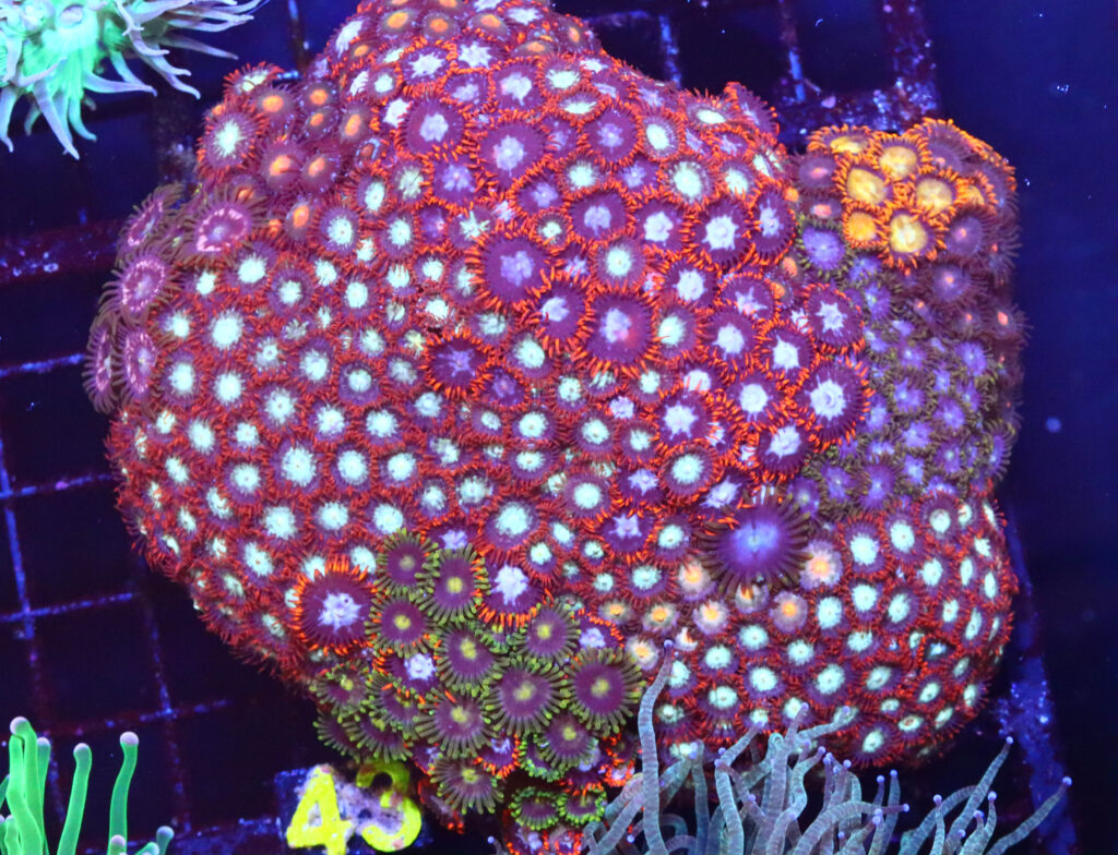 Frag Box Corals
