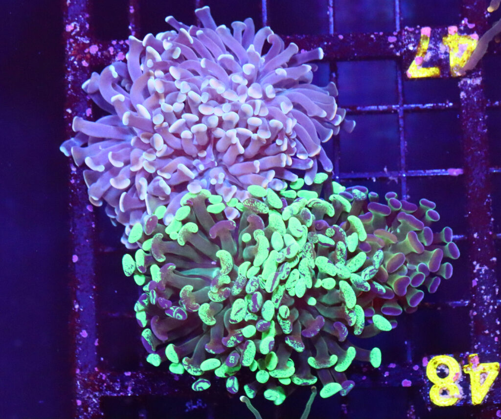Frag Box Corals