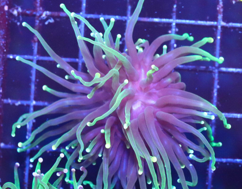 Frag Box Corals