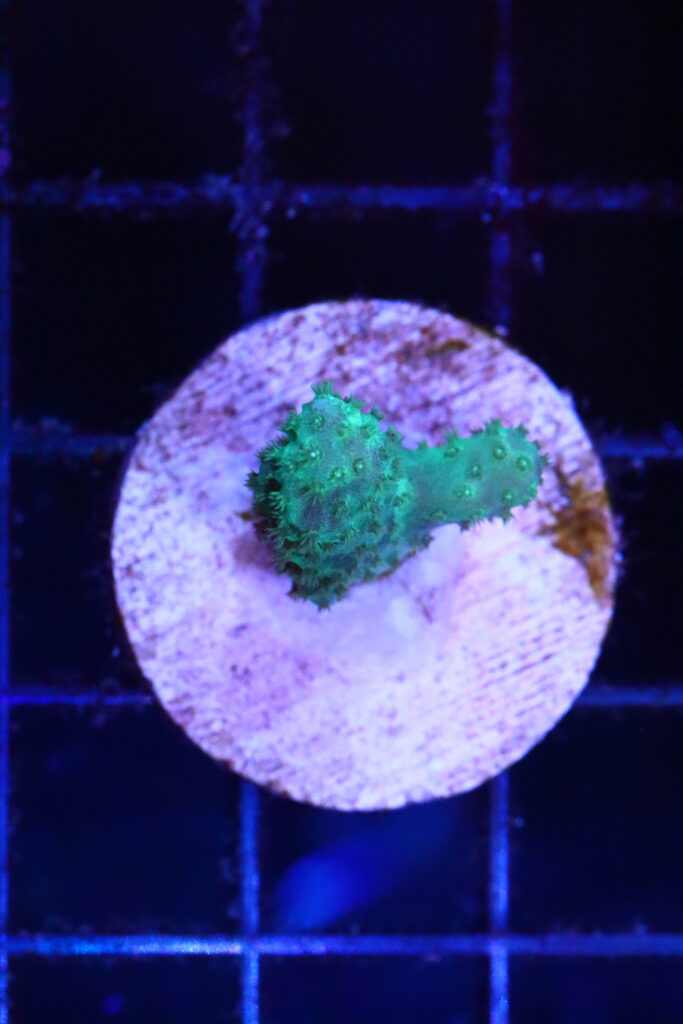Frag Box Corals