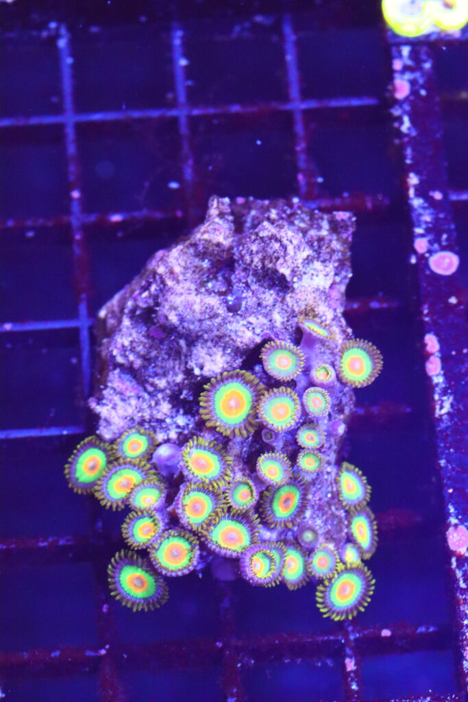 Frag Box Corals