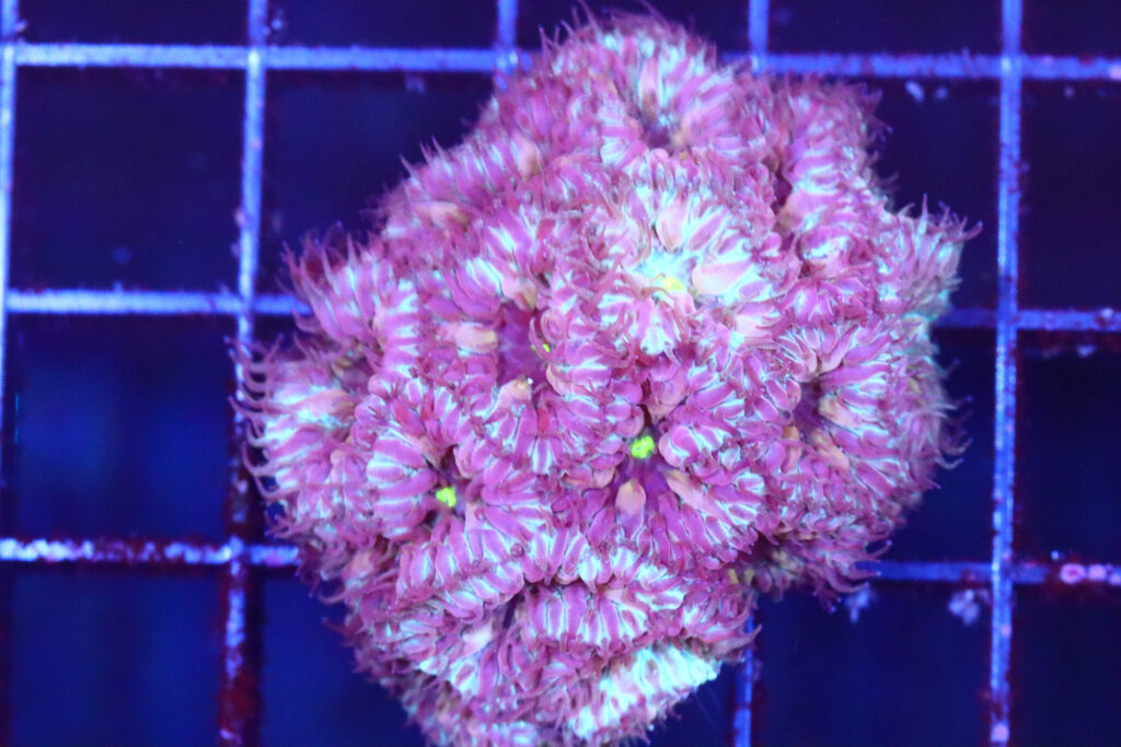 Frag Box Corals
