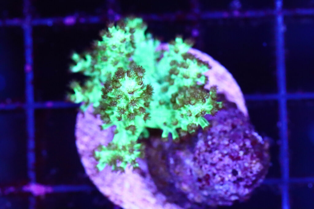 Frag Box Corals