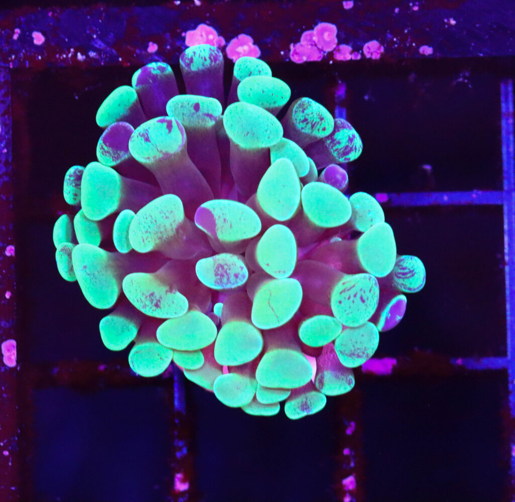Frag Box Corals