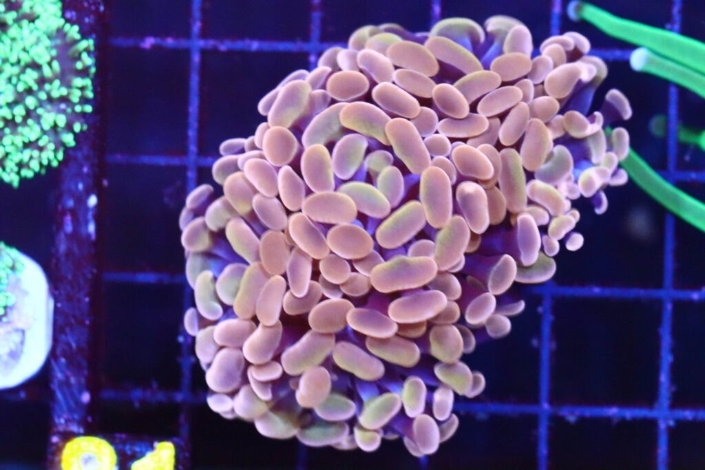 Frag Box Corals
