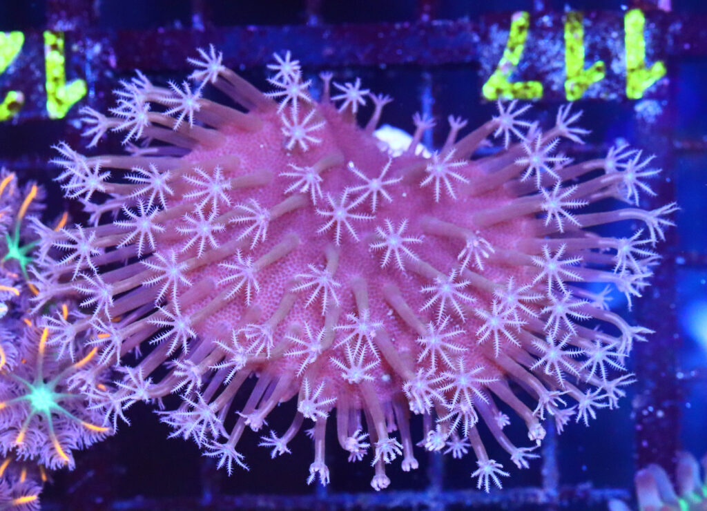 Frag Box Corals