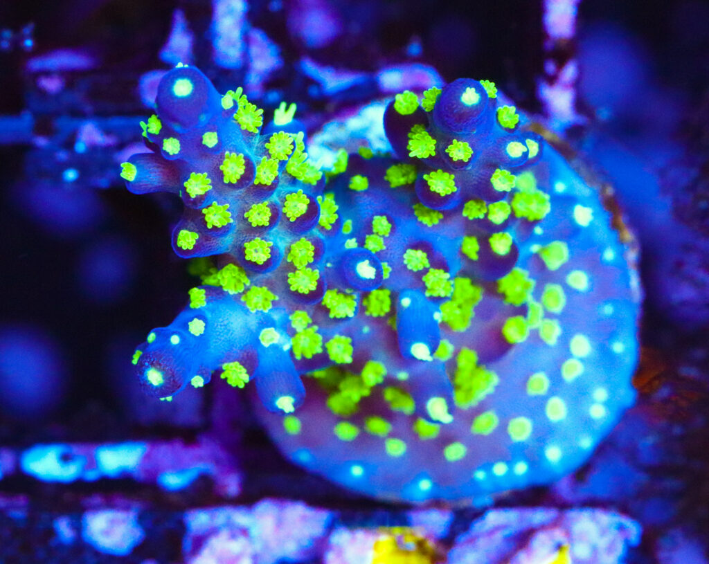 Frag Box Corals
