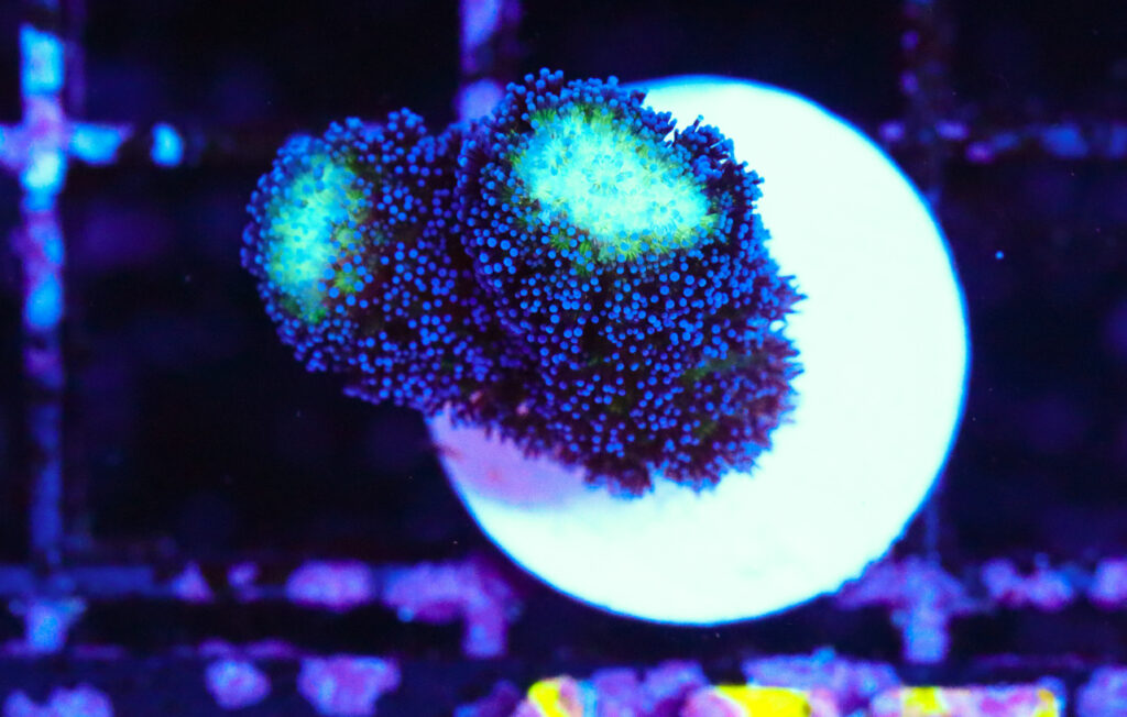 Frag Box Corals