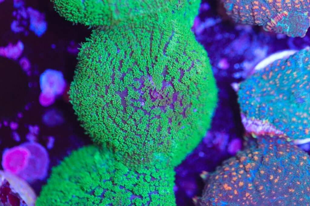 Frag Box Corals