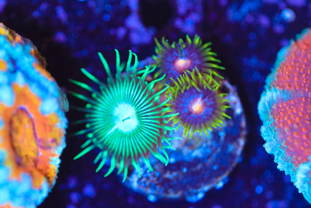 Frag Box Corals