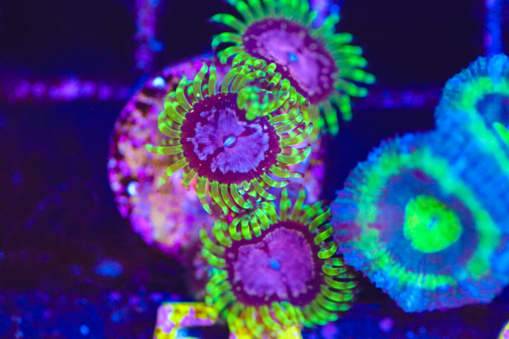Frag Box Corals