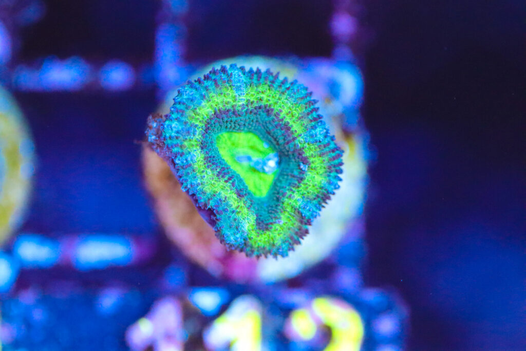 Frag Box Corals