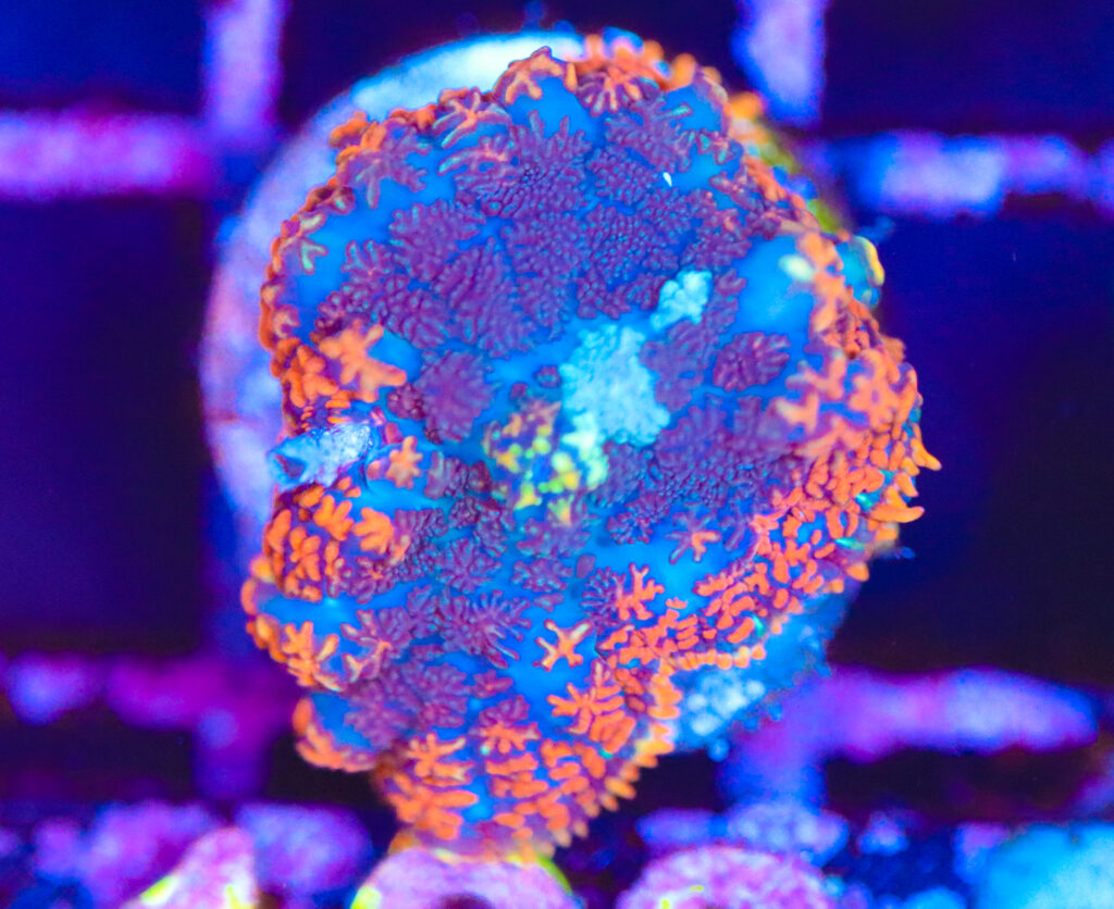 Frag Box Corals