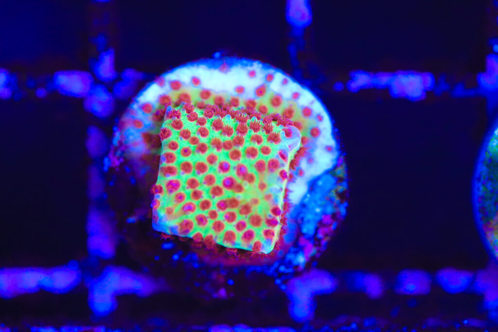 Frag Box Corals