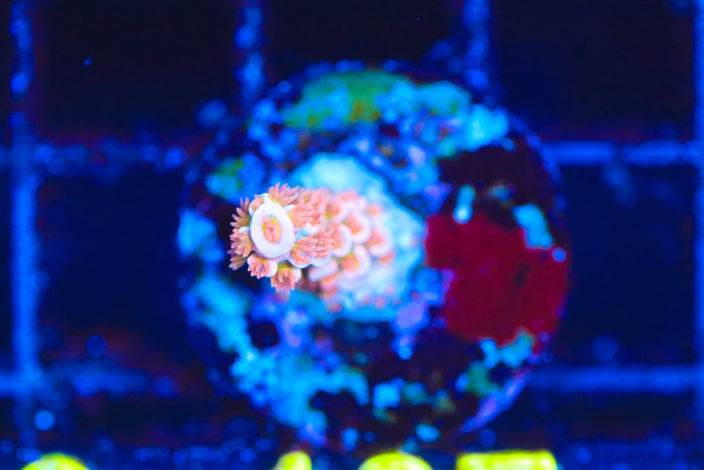 Frag Box Corals