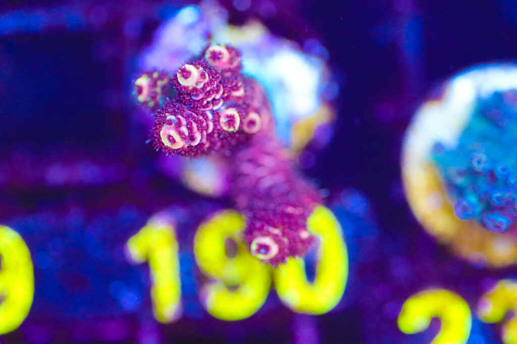 Frag Box Corals