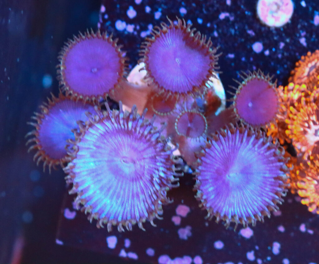 Frag Box Corals