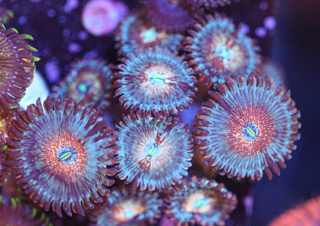 Frag Box Corals