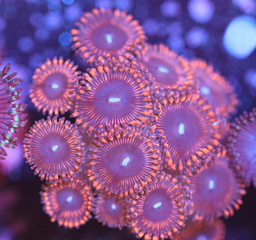 Frag Box Corals