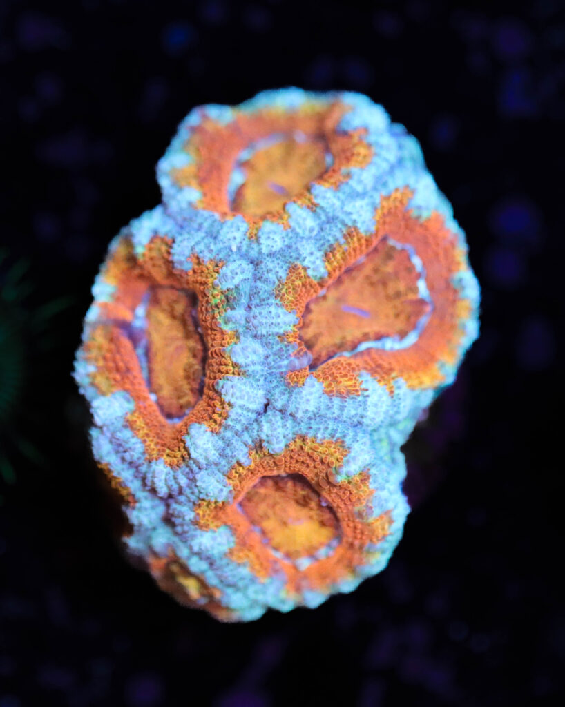 Frag Box Corals