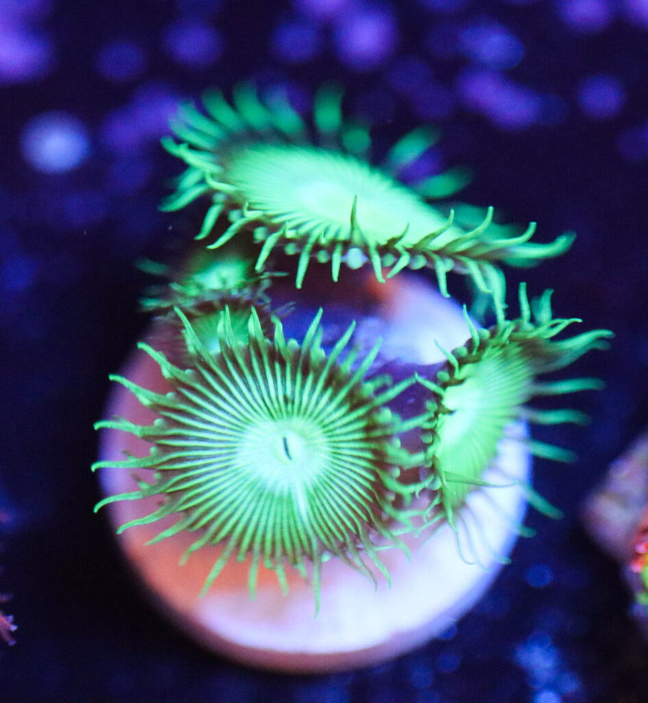 Frag Box Corals