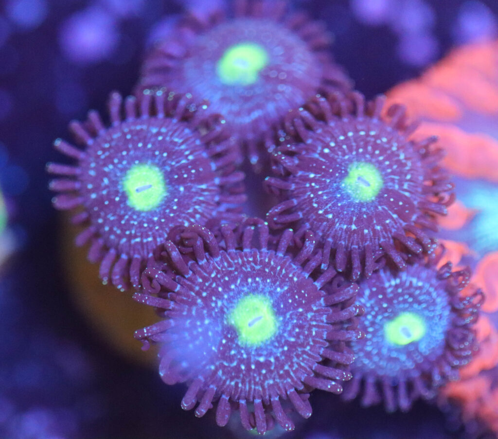 Frag Box Corals