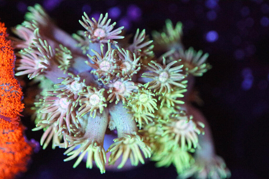 Frag Box Corals
