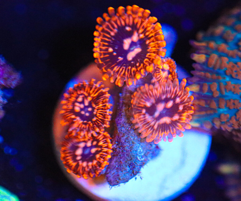 Frag Box Corals