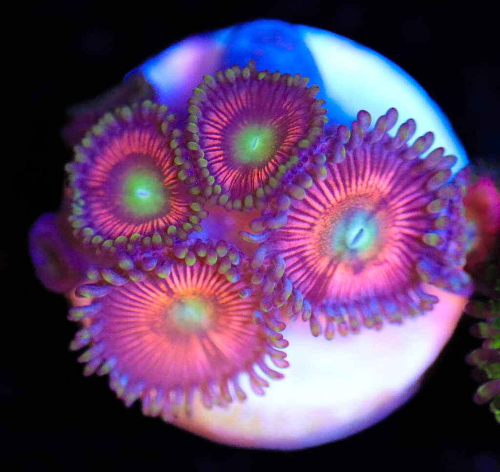 Frag Box Corals