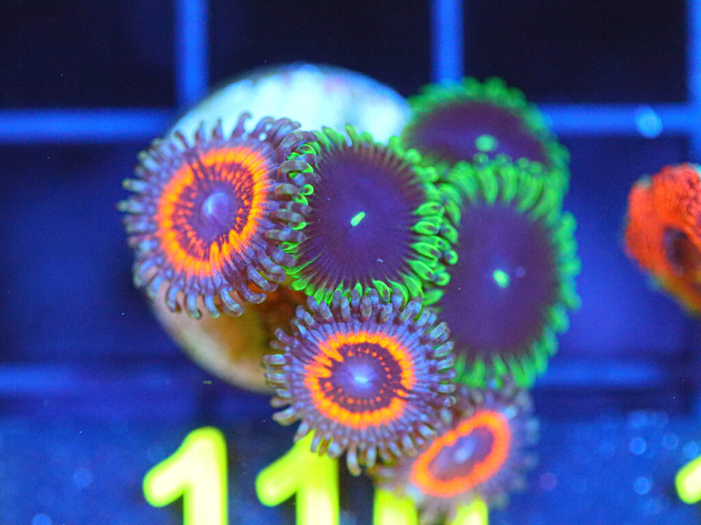 Frag Box Corals
