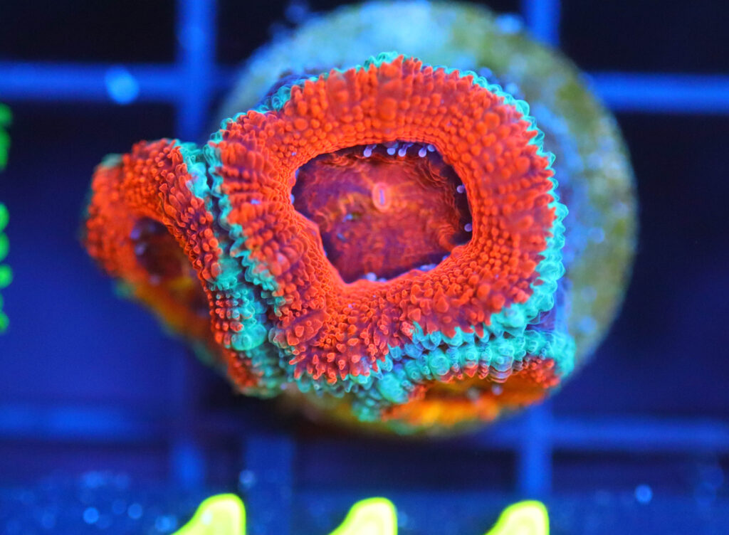 Frag Box Corals