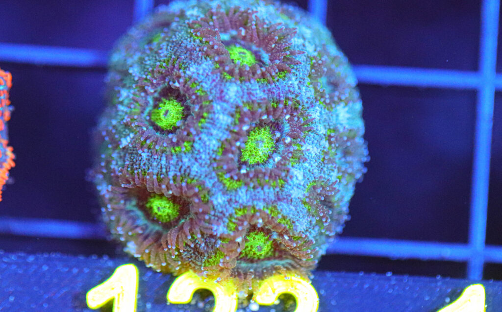 Frag Box Corals