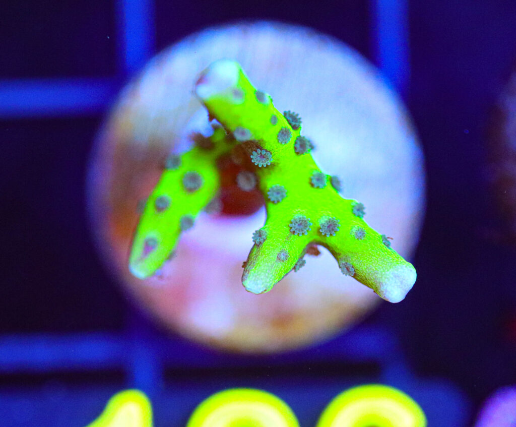 Frag Box Corals