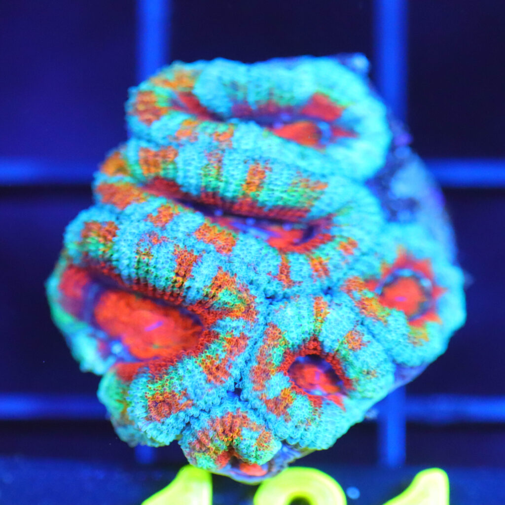 Frag Box Corals