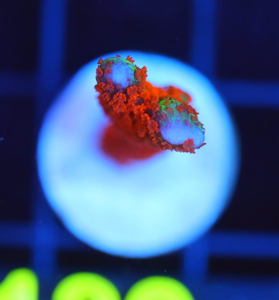 Frag Box Corals