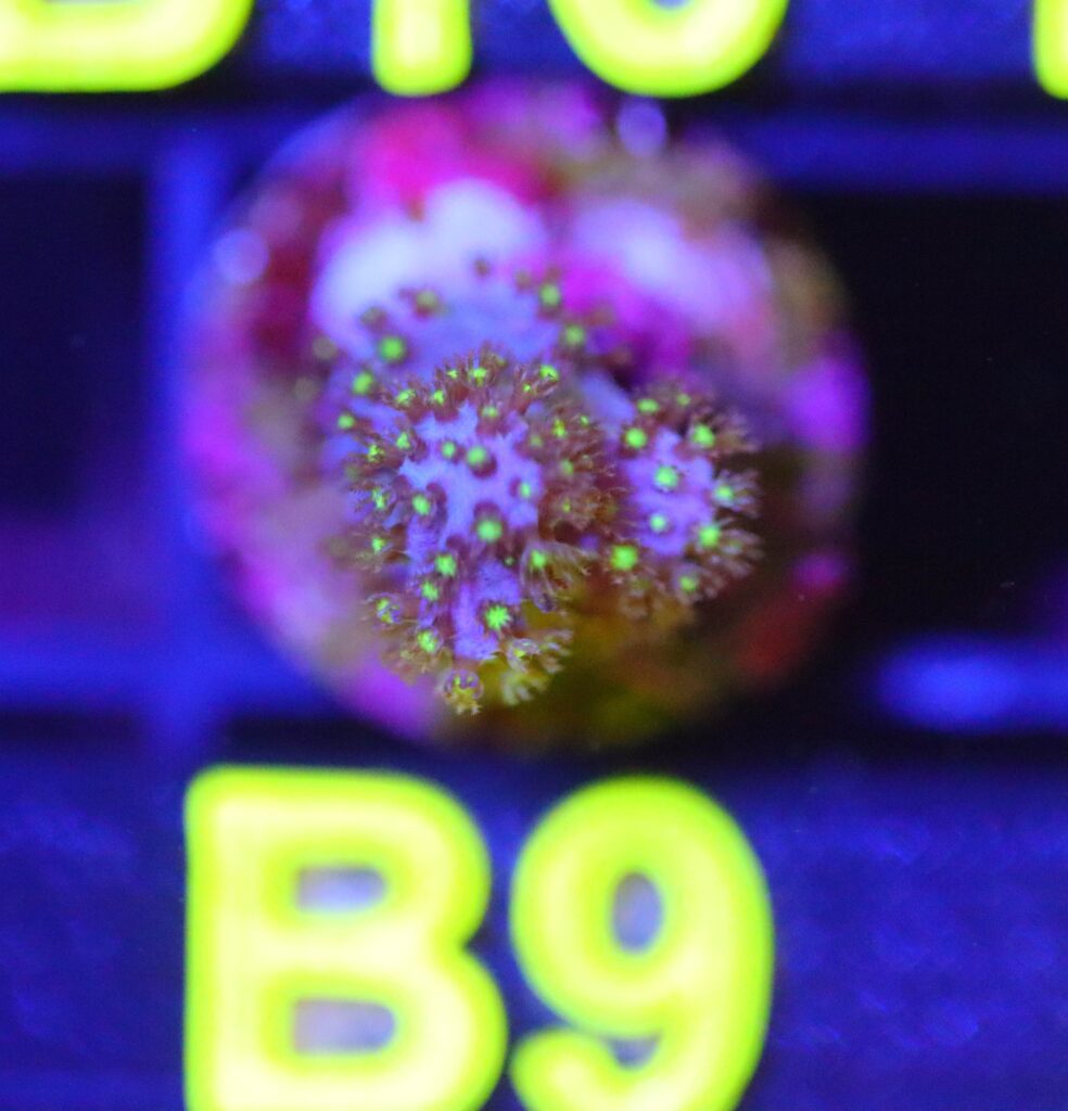 Frag Box Corals