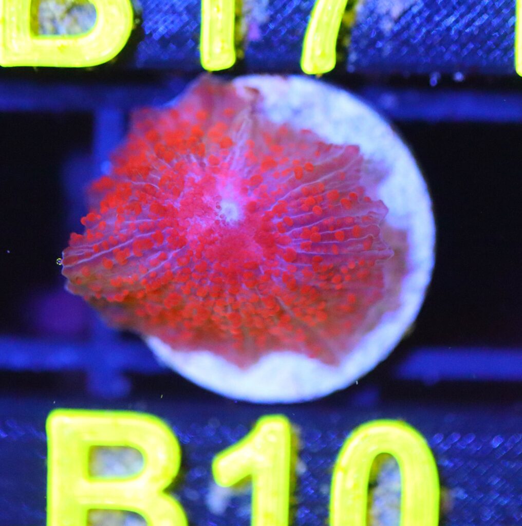Frag Box Corals
