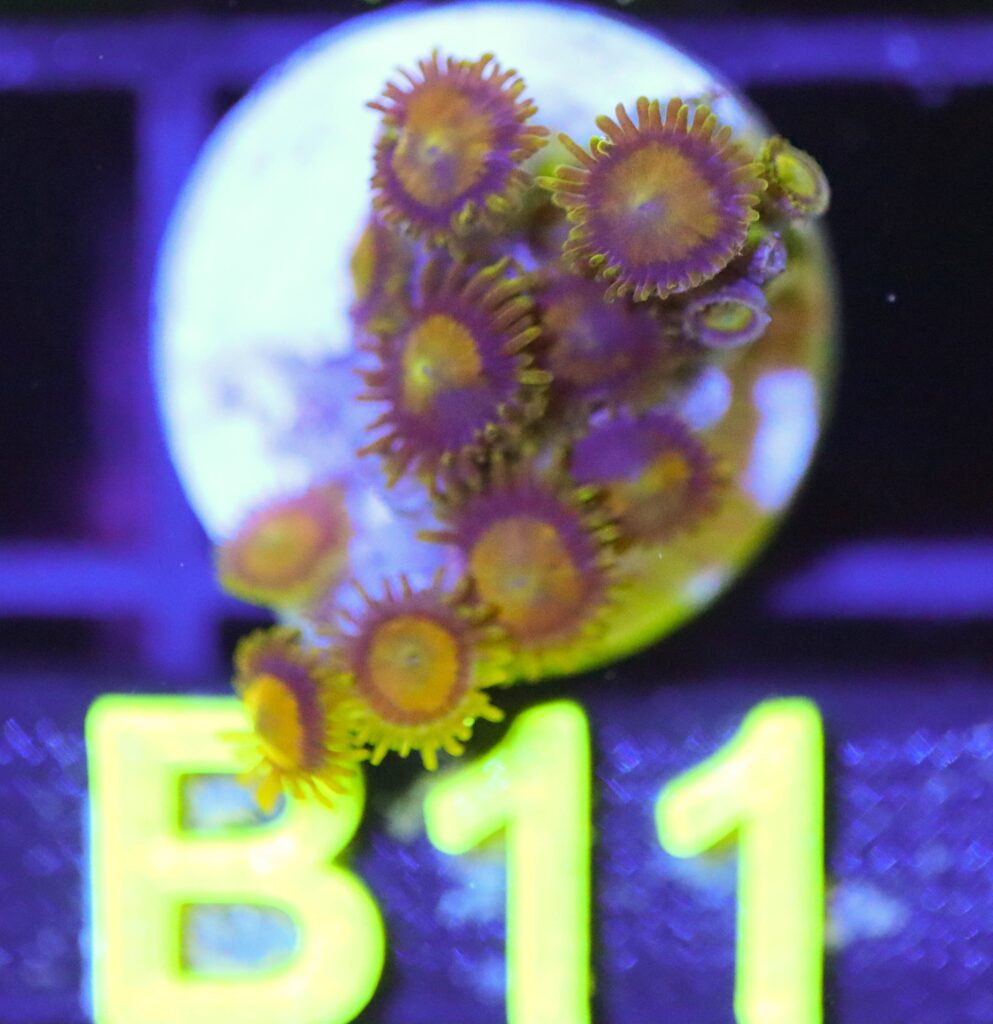 Frag Box Corals