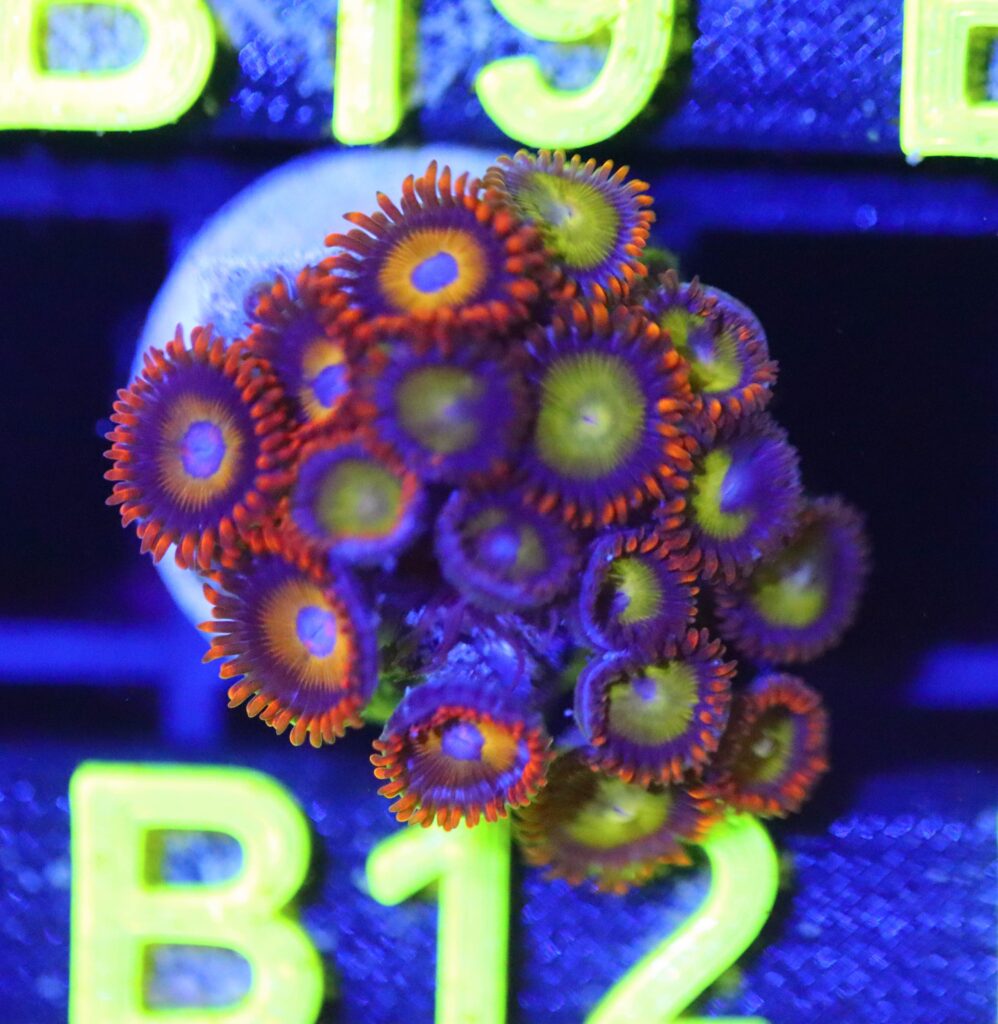 Frag Box Corals