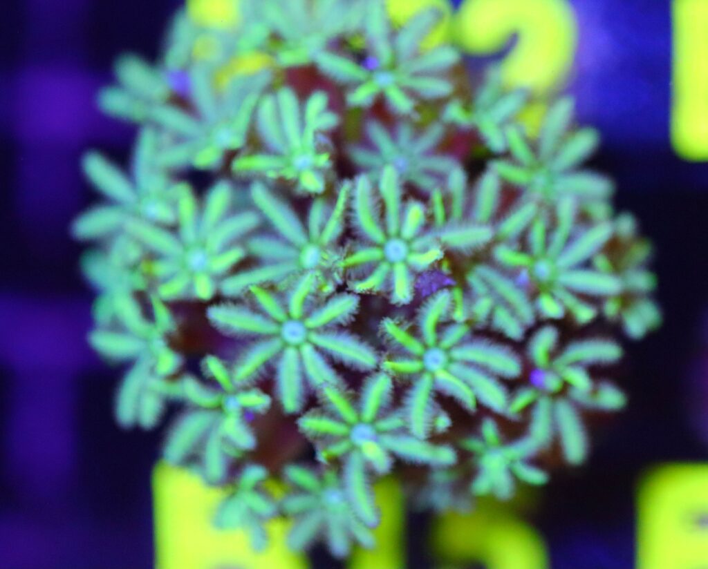 Frag Box Corals