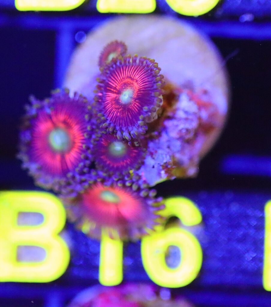 Frag Box Corals