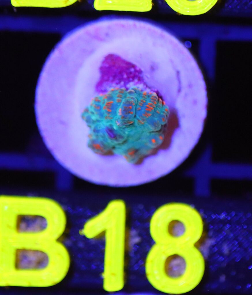Frag Box Corals