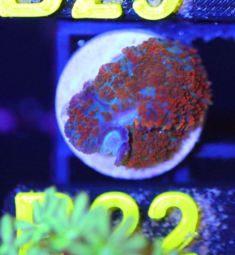 Frag Box Corals