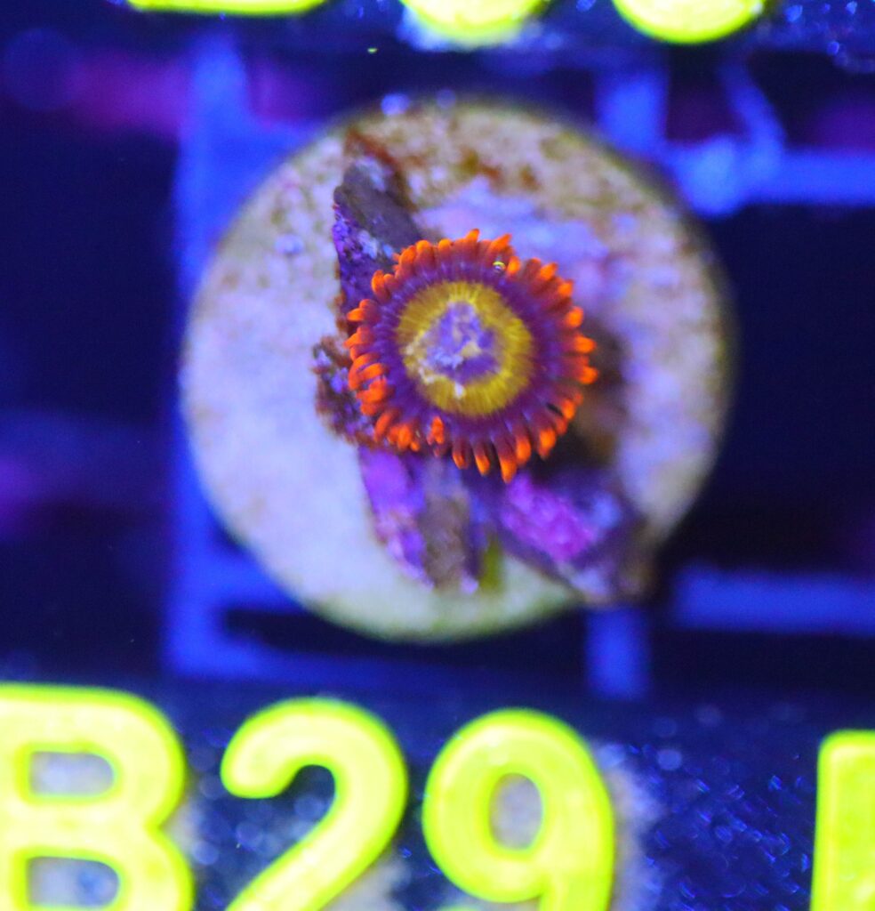 Frag Box Corals