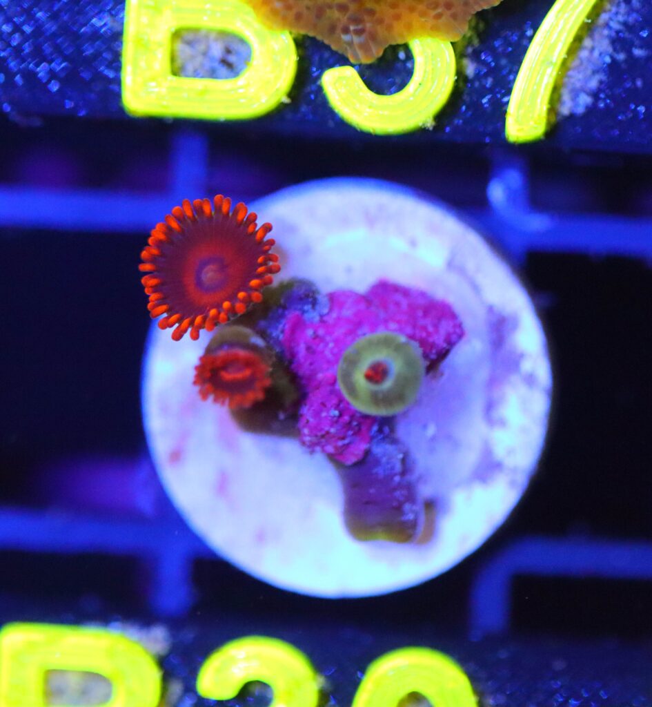 Frag Box Corals