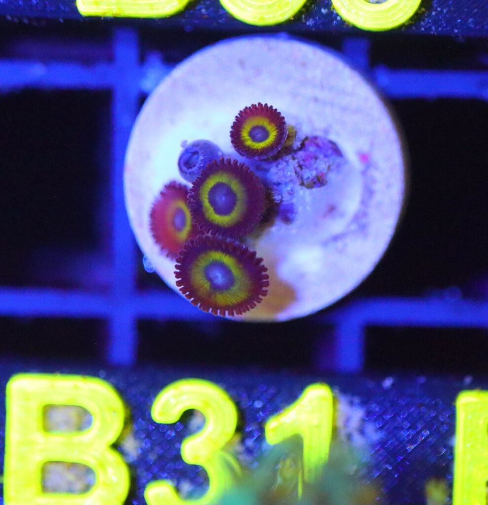 Frag Box Corals