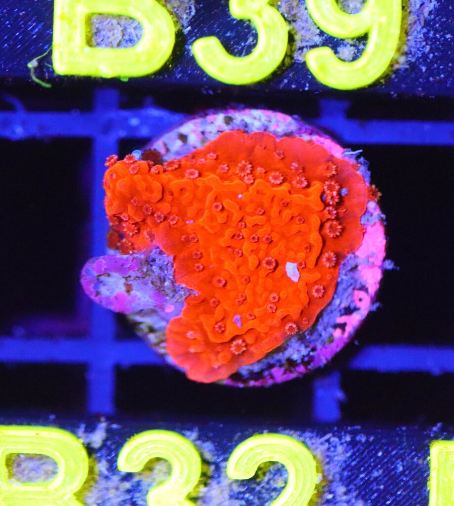 Frag Box Corals