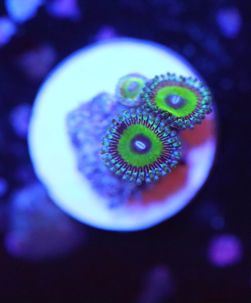 Frag Box Corals