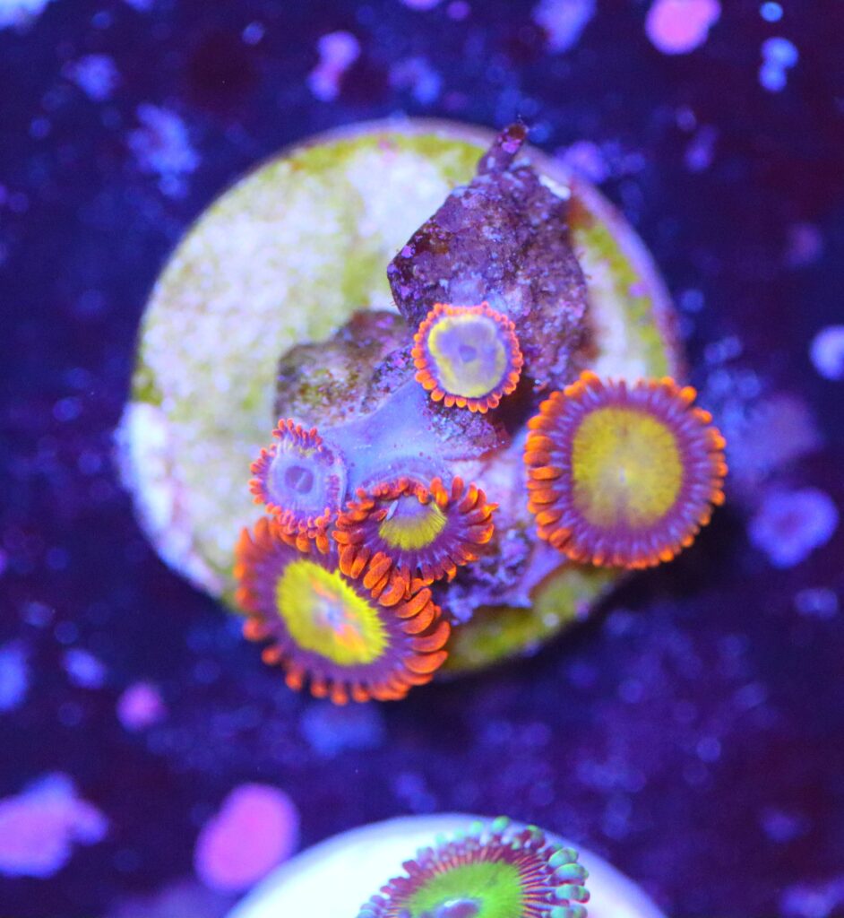Frag Box Corals