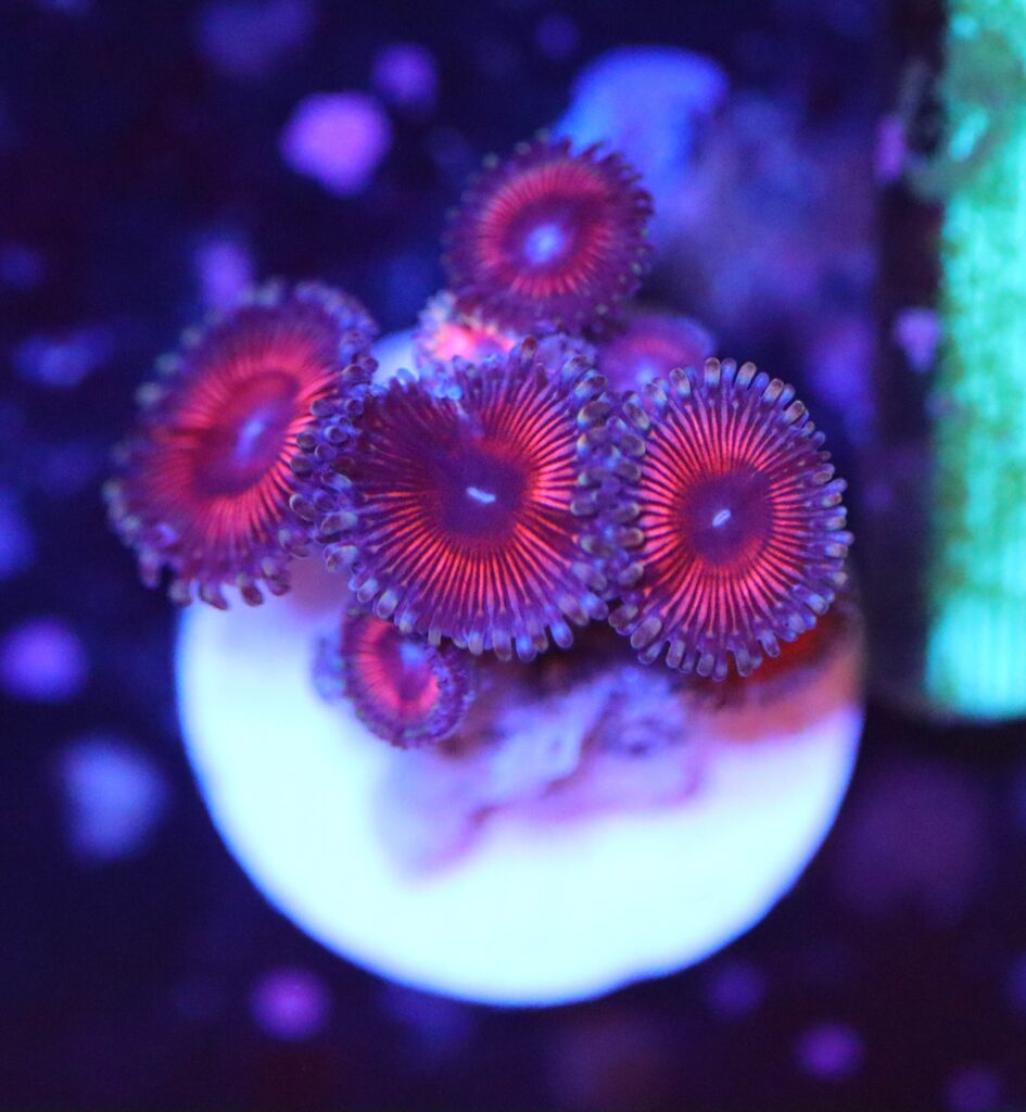 Frag Box Corals